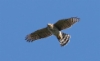 Kyyhkyhaukka Accipiter cooperi Cooper´s Hawk