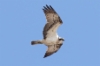 Sääksi Pandion haliaetus Osprey female