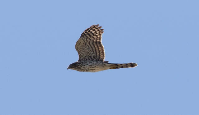 Kyyhkyhaukka Accipiter cooperi Cooper´s Hawk 