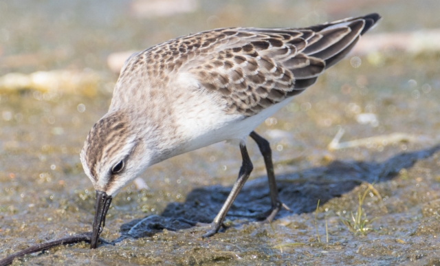 Kanadansirri Calidris pusilla Semipalmated Sandpiper 1cy