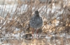 Punajalkaviklo Tringa totanus Common Redshank +1cy