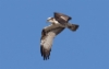 Kalasääski Pandion haliaetus Osprey female