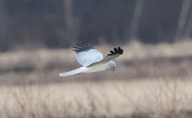 Sinisuohaukka Circus cyaneus Hen Harrier +2cy male