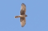 Sinisuohaukka Circus cyaneus Hen Harrier adult female