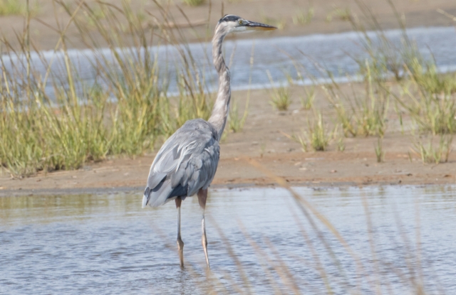 Amerikanharmaahaikara Ardea herodias Great Blue Heron