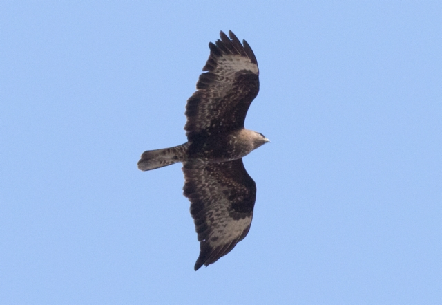 Hiirihaukka Buteo buteo Common Buzzard +2cy (3cy) dark