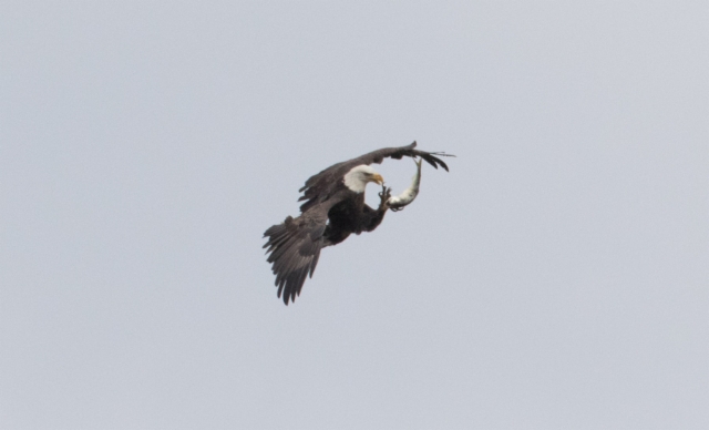 Valkopäämerikotka Haliaeetus leucocephalus Bald Eagle adult