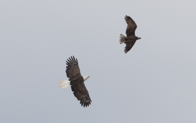 Valkopäämerikotka Haliaeetus leucocephalus Bald Eagle adult