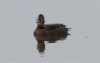 Punasotka Aythya ferina Common Pochard female