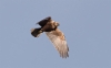 Ruskosuohaukka Circus aeruginosus Marsh Harrier +2cy female