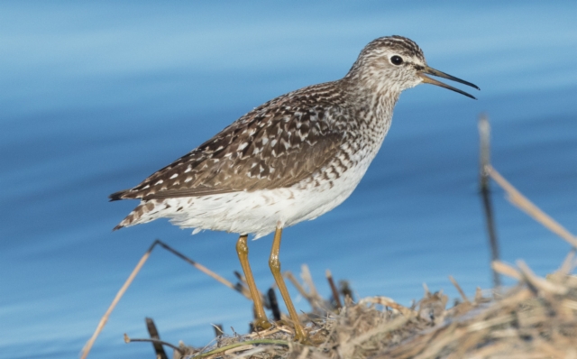 Liro Tringa glareola Wood Sandpiper +1cy