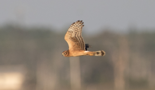 Amerikansuohaukka Circus hudsonius Northern Harrier juvenile 