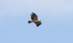 Kiljukotka Aquila clanga Greater Spotted Eagle 2cy fulvescens