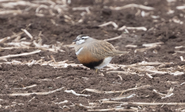 Keräkurmitsa Charadrius morinellus Eurasian Dotterel