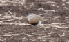 Keräkurmitsa Charadrius morinellus Eurasian Dotterel