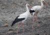 Kattohaikara Ciconia ciconia White Stork