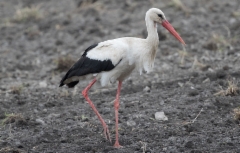 Kattohaikara Ciconia ciconia White Stork