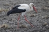 Kattohaikara Ciconia ciconia White Stork