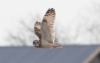 Suopöllö Asio flammeus Short-eared Owl