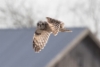 Suopöllö Asio flammeus Short-eared Owl