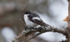 Kirjosieppo Ficedula hypoleuca Pied Flycatcher 2 cy male