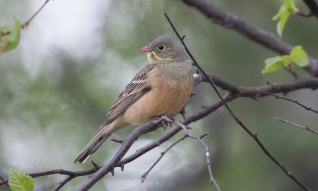 Peltosirkku Emberiza hortulana Ortolan Bunting +1cy male