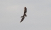 Ruskosuohaukka Circus aeruginosus Marsh Harrier female