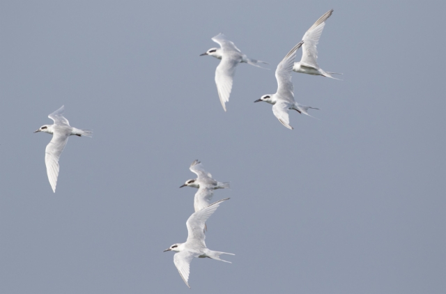 Hopeatiira Sterna forsteri Forster´s Tern