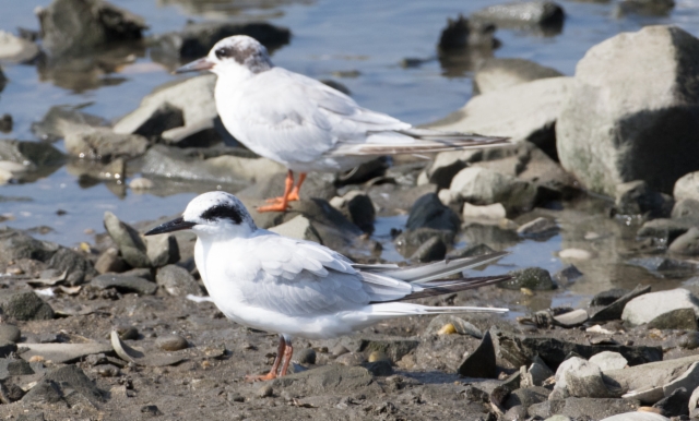 Hopeatiira Sterna forsteri Forster´s Tern