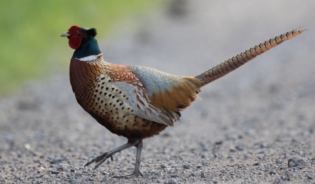 Fasaani Common Pheasant Phasianus colchicus male