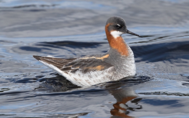 Vesipääsky Phalaropus lobatus Red-necked Phalarope 