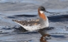 Vesipääsky Phalaropus lobatus Red-necked Phalarope 