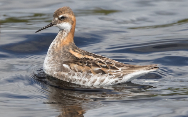 Vesipääsky Phalaropus lobatus Red-necked Phalarope