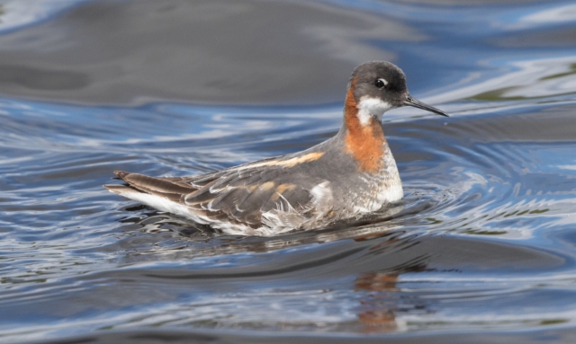 Vesipääsky Phalaropus lobatus Red-necked Phalarope