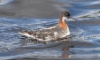 Vesipääsky Phalaropus lobatus Red-necked Phalarope