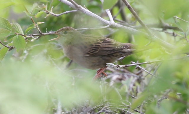 Pensassirkkalintu Locustella naevia Common Grasshopper Warbler singing male