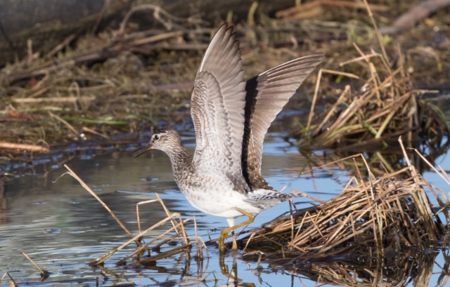 Liro Tringa glareola Wood Sandpiper +1cy