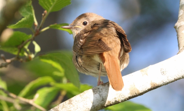 Satakieli Luscinia luscinia Thrush Nightingale singing male