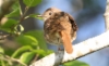 Satakieli Luscinia luscinia Thrush Nightingale singing male