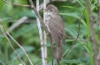 Viitakerttunen Acrocephalus dumetorum Blyth´s Reed Warbler +1cy male