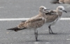 Nokisiipilokki Larus atricilla Laughing Gull 1cy