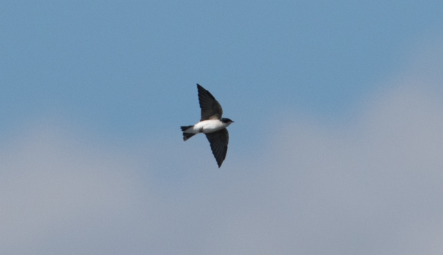 Kelopääsky Tachycineta bicolor Tree Swallow