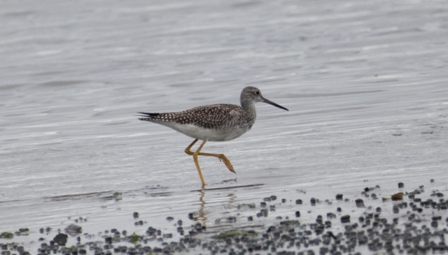 Isokeltajalkaviklo Tringa melanoleuca Greater Yellowlegs