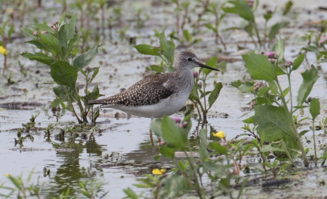 Keltajalkaviklo Tringa flavipes Lesser Yellowlegs