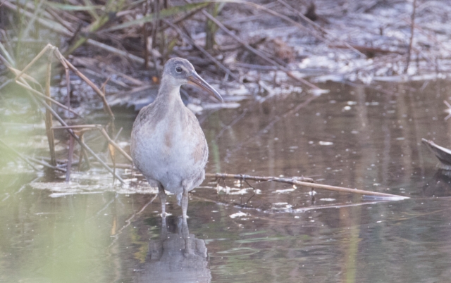 Räikkäluhtakana Rallus longirostris Clapper Rail juvenile