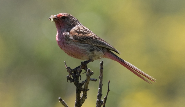 Pyrstöpunavarpunen Urocynchramus pylzowi Przewalski´s Rosefinch
