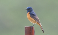 Louhikkoleppälintu Phoenicurus frontalis Blue-fronted Redstart +1cy male