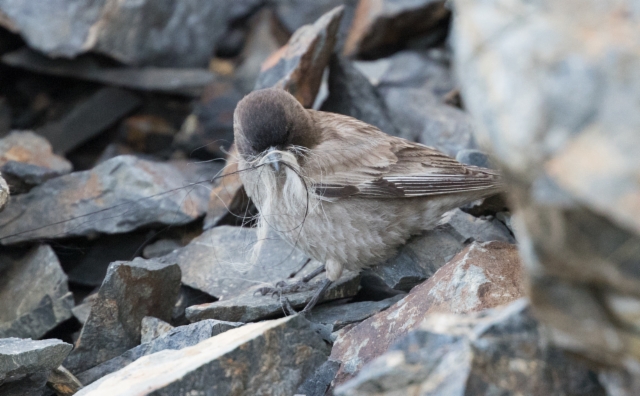 Rakkavuoripeippo Leucosticte brandti Brandt´s Mountain Finch