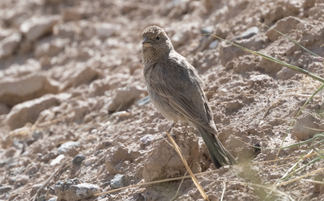 Rakkapunavarpunen Carpodacus rubicola Great Rosefinch ssp severtzovi +1cy female