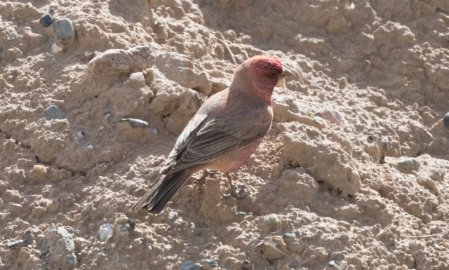 Rakkapunavarpunen Carpodacus rubicola Great Rosefinch ssp severtzovi +1cy male